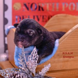 Boy 1 - Krampus - Alaskan Malamute puppy from North Shore Alaskan Malamutes