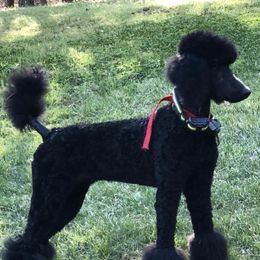 Ellie - Poodle