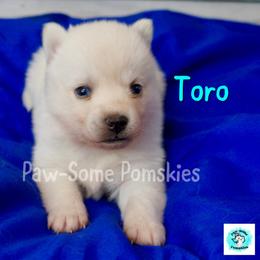 Toro - White female Pomsky puppy in Krum, Texas from Paw-Some Pomskies