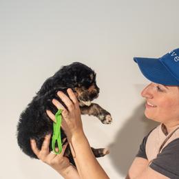 Bernedoodle Puppies from Bernedoodles & Doodles of the Ozarks