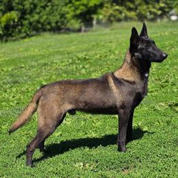Jeffy Francois - Black sable male Belgian Malinois puppy in Elizabethton, Tennessee from Forever Family K9