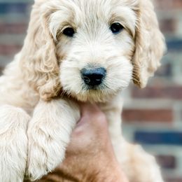 Goldendoodle Puppies from Gentry Doodles
