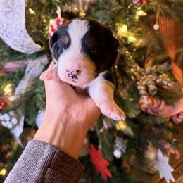 Yellow collar - Black tri-color male Australian Shepherd puppy in Quinlan, Texas from Murphy Ranch Australian Shepherds