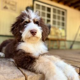 Josephine JoJo - BROWN TRI - Tri-color female Bernedoodle puppy in Lookout, California from Remington Kennels, LLC