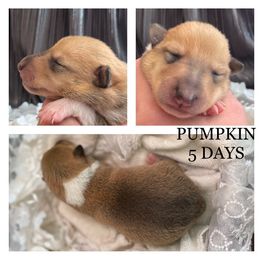 Girl 4 - Collie puppy in Central, California from Collies Of Orion Hill