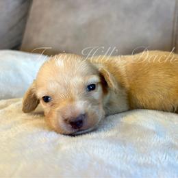 Ivory's Red - Cream male Dachshund puppy in Jonesboro, Illinois from Twin Hills Dachshunds