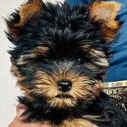 Yorkshire Terrier Puppies from Happy Little Yorkies
