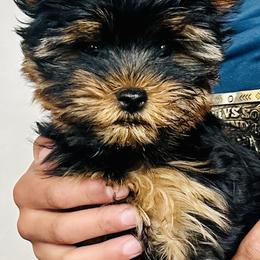 Yorkshire Terrier Puppies from Happy Little Yorkies