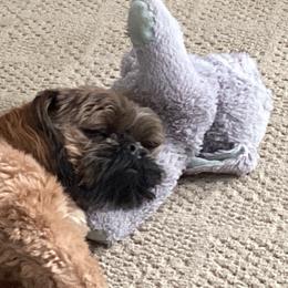 Shih Tzu Puppies from North State Shih tzus
