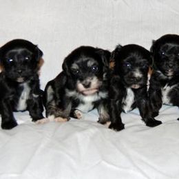 Havanese Puppies from Selah Havanese