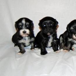 Havanese Puppies from Selah Havanese