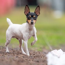 SJ - Toy Fox Terrier