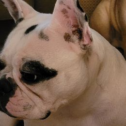 Maybelline - French Bulldog