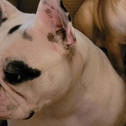 Maybelline - French Bulldog