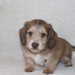 Dachshund Puppies from Rustic Bark Page's Dachshunds