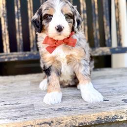 Boy 4 - Tri-color male Bernedoodle puppy in Salt Lake County, Utah from Coco Avenue Pups