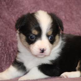 Black Tri - Black and tan female American Corgi puppy in Clovis, New Mexico from Sweet & Salty Cowdogs