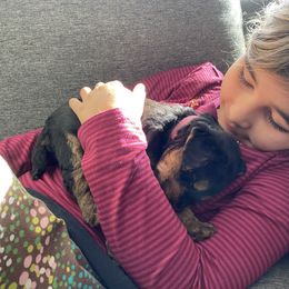 Welsh Terrier Puppies from Snow Dragon Welsh Terriers
