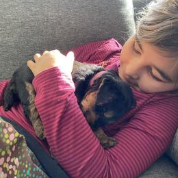Welsh Terrier Puppies from Snow Dragon Welsh Terriers