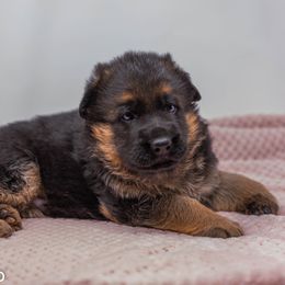 German Shepherd Puppies from Volhouden German Shepherds