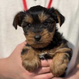 William - Black and tan male Yorkshire Terrier puppy in Midland, Texas from Southern Yorkie Pies