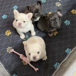 French Bulldog Puppies from Tellez House of Frenchies