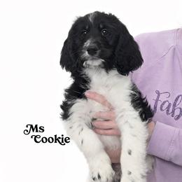 Cookie - Black and white female Bernedoodle puppy in Brigham City, Utah from Prairie Rose Doodles