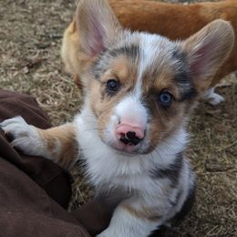 Pembroke Welsh Corgi Puppies from G Avenue Corgis