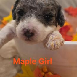 Maple - Parti female Goldendoodle puppy in Orange Park, Florida from Evergrace Farm Doodles