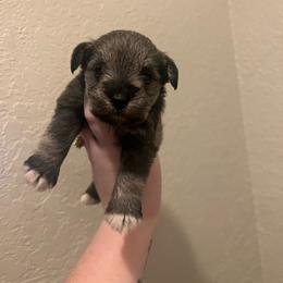 Girl 1 - Salt and pepper female Miniature Schnauzer puppy in Center Ridge, Arkansas from J Bar B Kennels