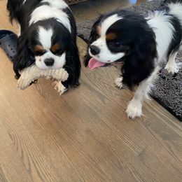 Black Russian Terrier and Cavalier King Charles Spaniel Puppies from Ocean Gem & Guardian Bears