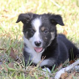 Naomi - Tri-color female Border Collie puppy in Kountze, Texas from Bridges Border Collies