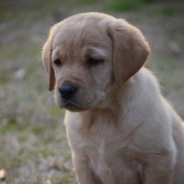 Yellow female  - Yellow - Yellow female Labrador Retriever puppy in Edgefield, South Carolina from Backwoods Pond Labradors LLC