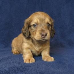 Frankie - Cream male Dachshund puppy in Plant City, Florida from Oakley's Dachshund Ranch