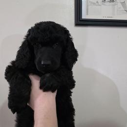 Lucian - Phantom male Poodle puppy in New York from Powder Puff Poodles