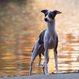 Italian Greyhound Puppies from Macabre Italian Greyhounds