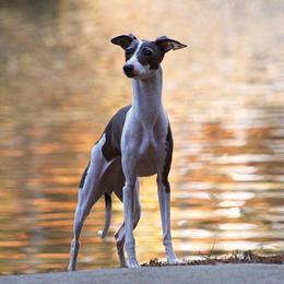 Italian Greyhound Puppies from Macabre Italian Greyhounds