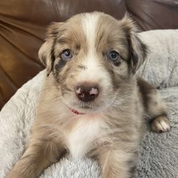 Boy 4 - Red merle Australian Shepherd puppy in Monroe, North Carolina from Dreamland Aussies & Poodles