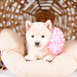 Maki - Cream female Shiba Inu puppy in Neosho, Missouri from Sunny Terrace Shibas