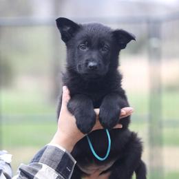 Uzi - Black female German Shepherd puppy in Philippi, West Virginia from Vom Haus Highlands