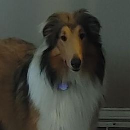 Hank - Collie
