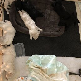 Poodle Puppies from Southern Standards