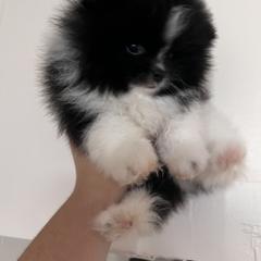 Chihuahua and Pomeranian Puppies from Pure hearts