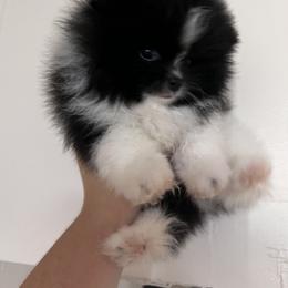 Chihuahua and Pomeranian Puppies from Pure hearts