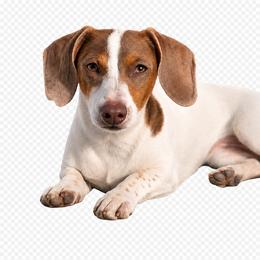 Bonnie - Dachshund