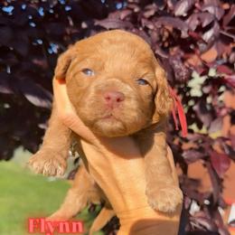 Flynn - Red male Cockapoo puppy in Millville, California from Hope Lane Kennels
