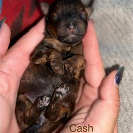 Cash - Sable male Poodle puppy in Ardmore, Oklahoma from The Poodles of Green Acres