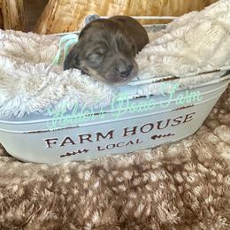 Ash-3000 - Dapple male Dachshund puppy in Atwood, Oklahoma from Holder’s Doxie Farm