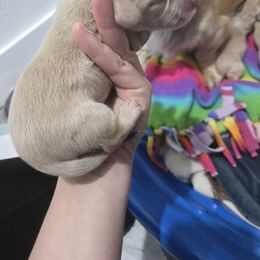 Black - Cream male Dachshund puppy in Fulton, Missouri from New Hope Dachshund Puppies