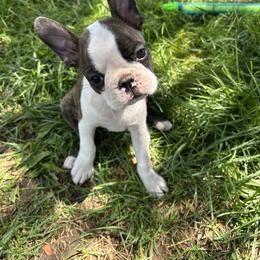 Boston Terrier Puppies from Blue Chick's Farm